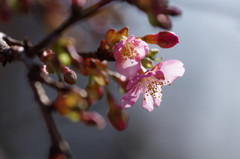 春を探して　河津桜　Ⅳ