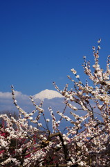 旅写真　梅に富士