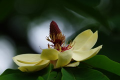 亜春の息吹　ホオノキ