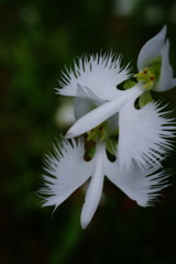 季夏　サギソウ 　