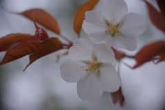 春風　ヤマザクラ