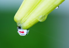 夏を探して　高砂ユリ　Ⅱ