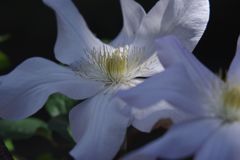 春色　クレマチス　Ⅱ