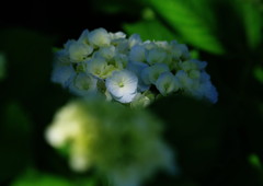 向暑　アジサイ