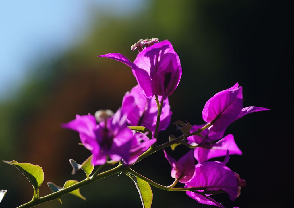 盆栽のブーゲンビリア
