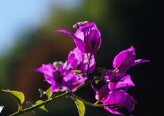 盆栽のブーゲンビリア