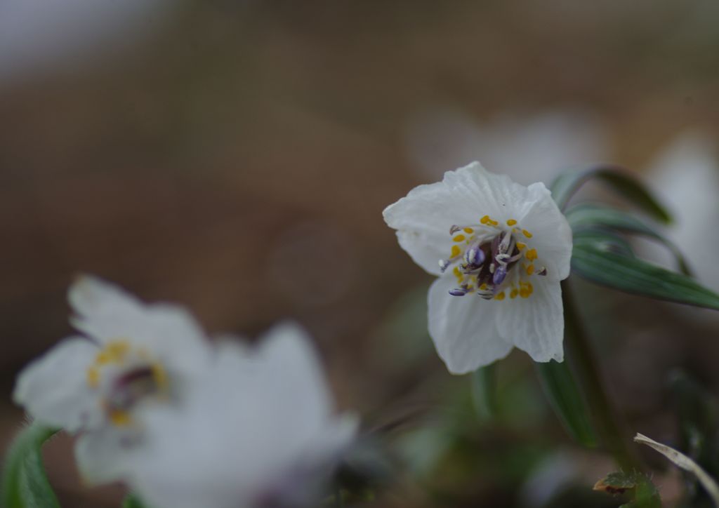 向春　セツブンソウ　Ⅱ