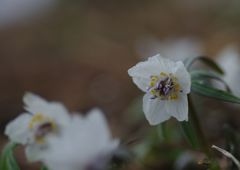 向春　セツブンソウ　Ⅱ