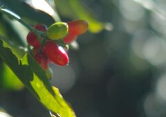 万物寒　アオキ