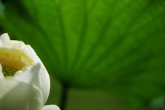 晩夏　ハス　Ⅱ