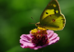 虫時雨　モンキチョウ