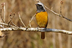 野鳥を探して　ジョウビタキ♂