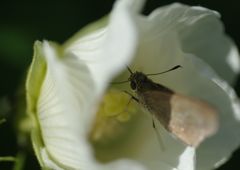 行秋　セセリチョウ