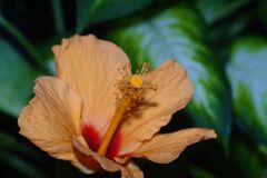 落日　ハイビスカス