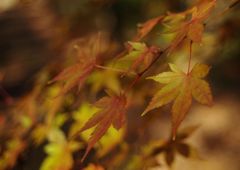 寒冷　モミジ　Ⅱ