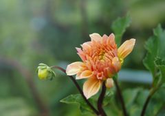 晩夏　ダリア　Ⅱ