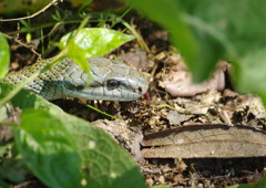 春の息吹　アオダイショウ