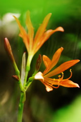 夏を探して　キツネノカミソリ