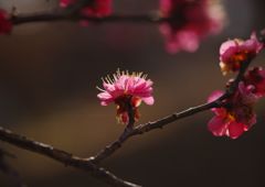 初春　紅梅