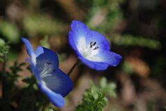 仲春　ネモフィラ