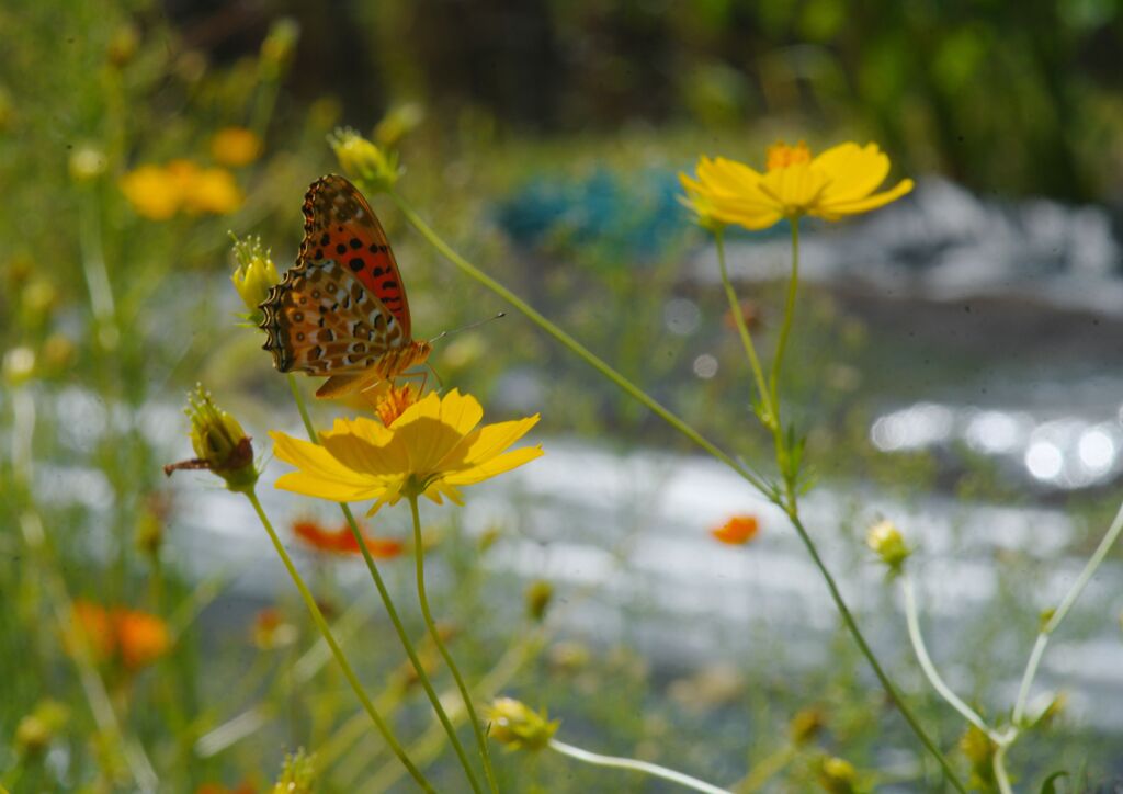 キバナコスモス.