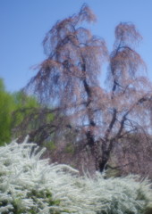 春暖　枝垂桜
