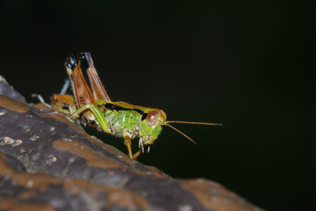 仲夏　トノサマバッタ