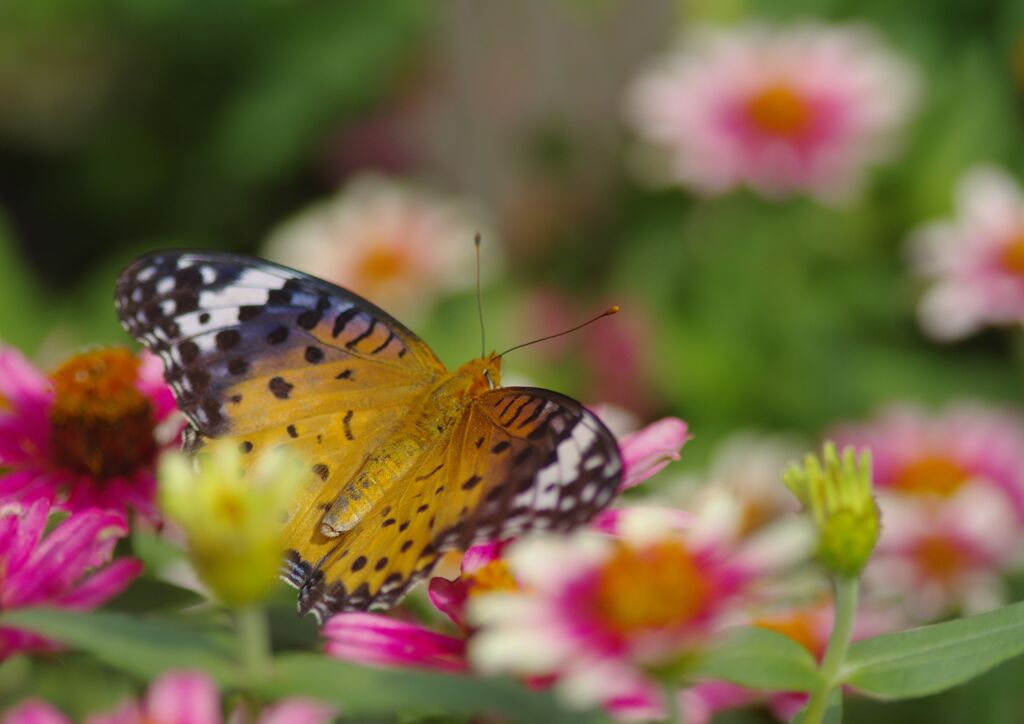 ツマグロヒョウモン