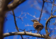 野鳥を探して　ツグミ　Ⅱ