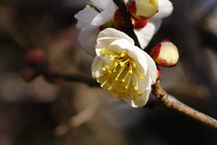 春を探して　梅の花様々　Ⅱ