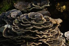 行秋　巨大キノコ？