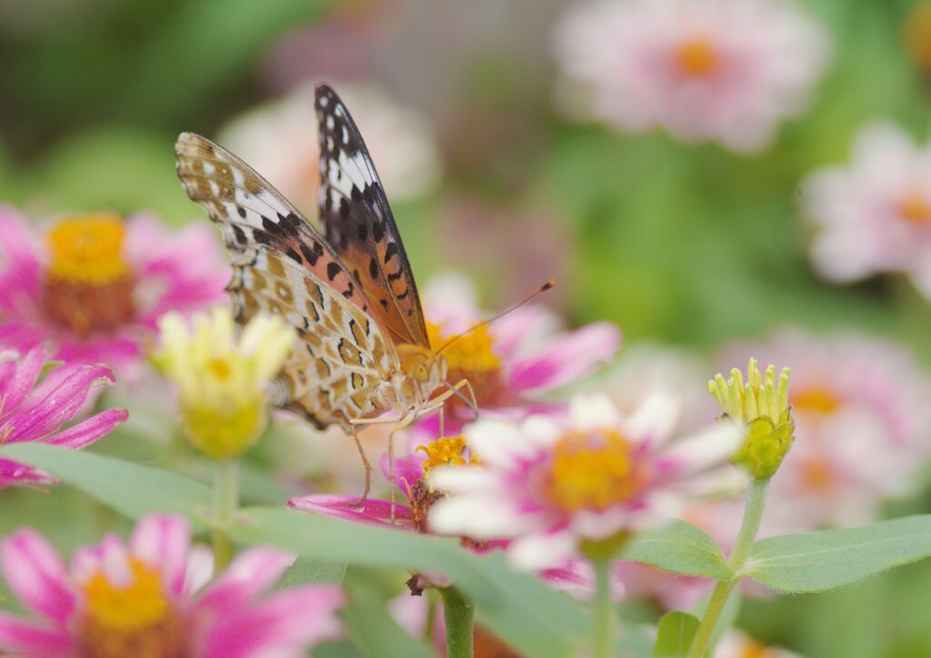 ツマグロヒョウモン