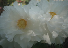 春色　牡丹　Ⅱ