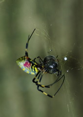 弱肉強食　ジョロウグモ