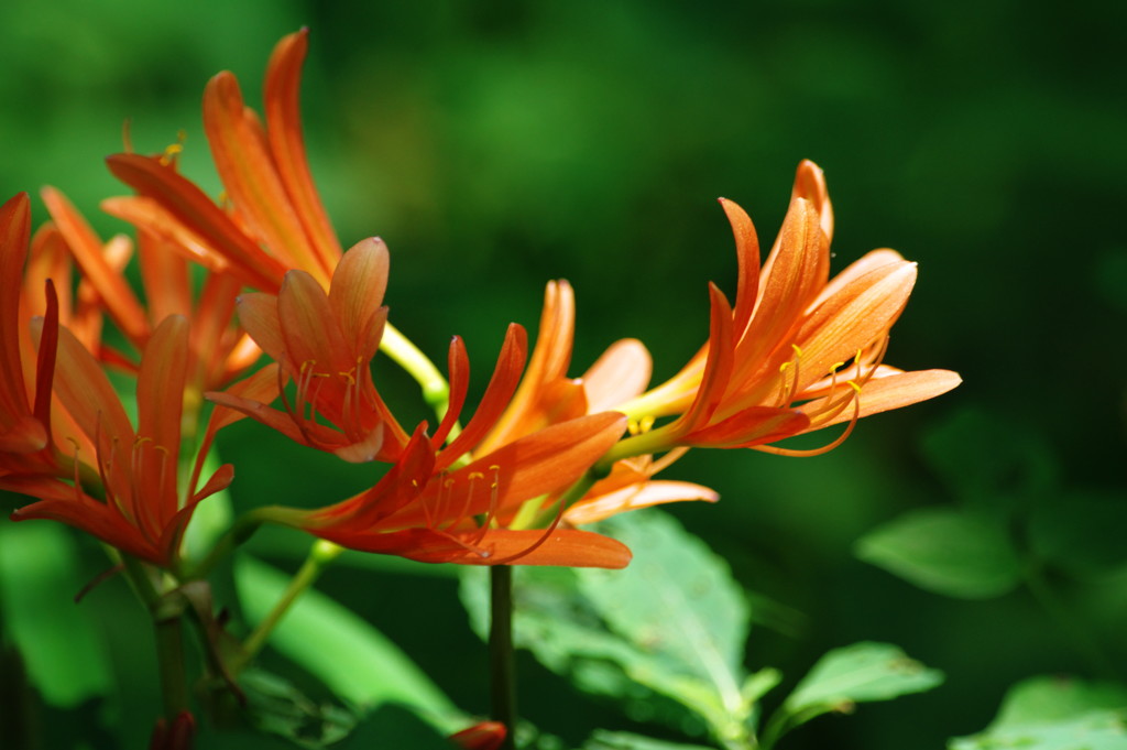 初夏を探して　キツネノカミソリ　Ⅱ