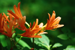 初夏を探して　キツネノカミソリ　Ⅱ