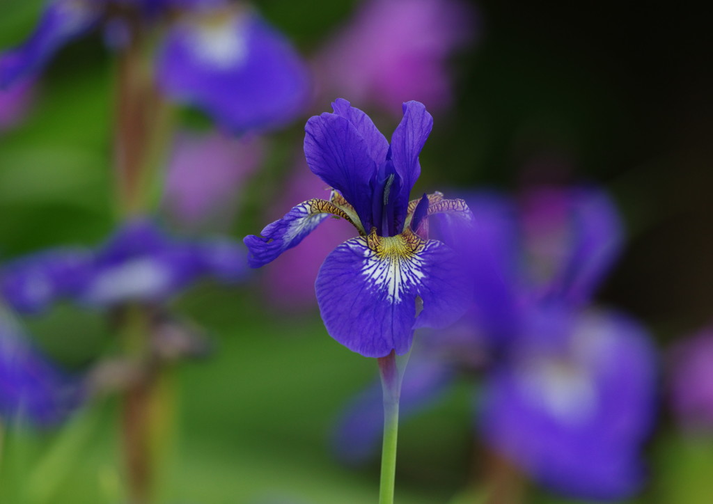 春の息吹　花ショウブ　？