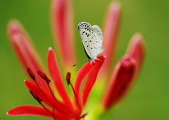 虫達を追って　シジミチョウ