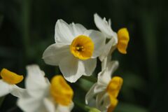 春燐　スイセン