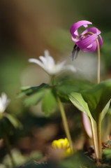 春を探して　カタクリ　Ⅱ
