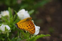 中春　ツマグロヒョウモン　Ⅱ