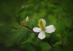 路傍　ドクダミ