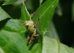 仲夏　トノサマバッタ