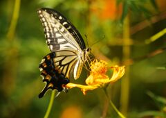 万来　アゲハチョウ