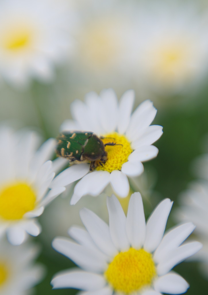 立夏　ハナムグリ　Ⅱ