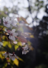 春暖　山桜