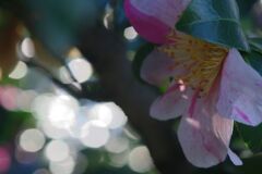 小春　サザンカ