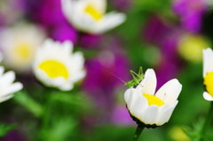 春爛漫　バッタ