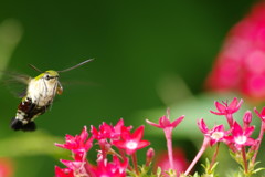 虫達を追って　ホウジャク