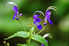 秋を探して　？？？